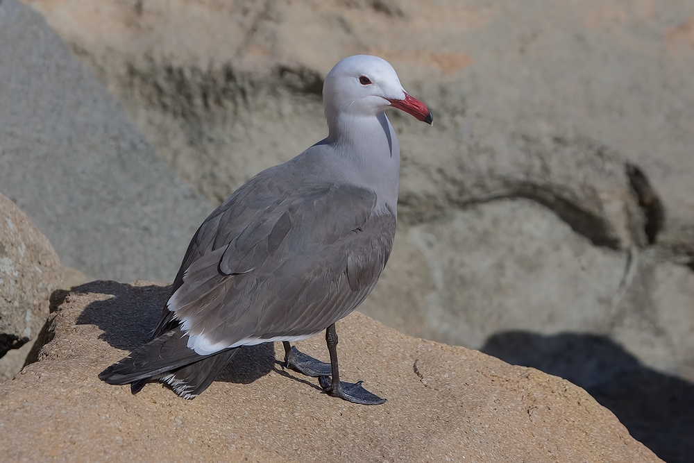 Laughing Gull, Harbor Breakwater, Morro Bay, California