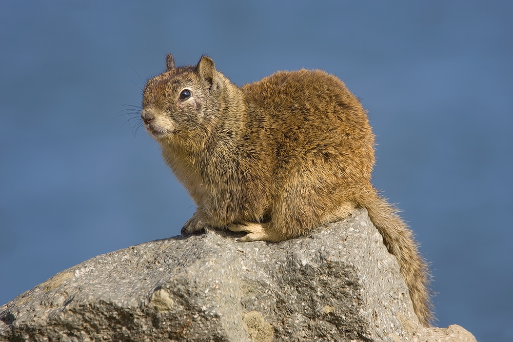 California Ground Squirrel, Harbor Breakwater, Morro Bay, California