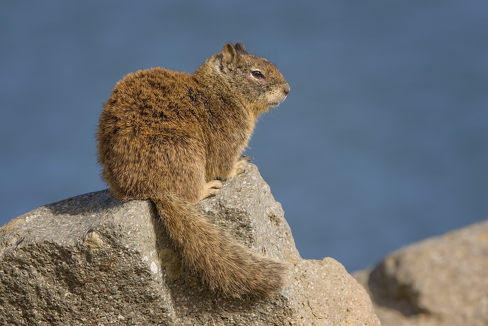 California Ground Squirrel, Harbor Breakwater, Morro Bay, California