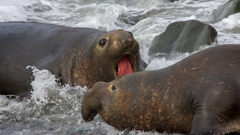 Northern Elephant Seals (Male), Point Piedras Blancas, California