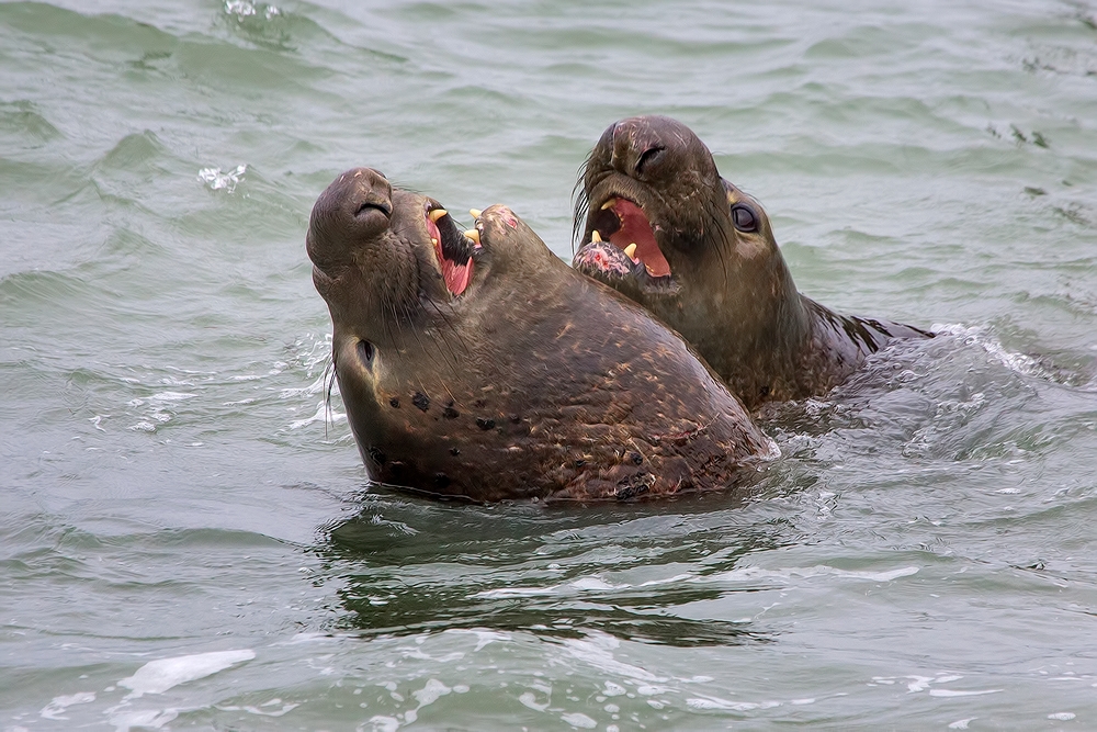 Northern Elephant Seals (Male), Point Piedras Blancas, California