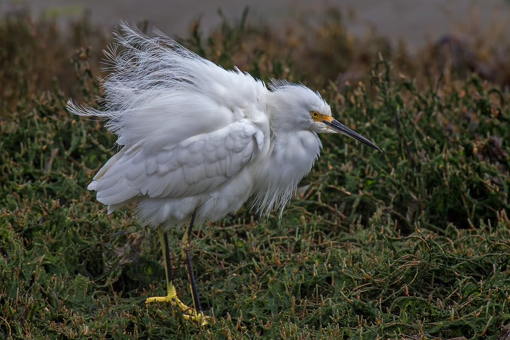 Snowy Egret, Sweet Springs Nature Preserve, Los Osos, California