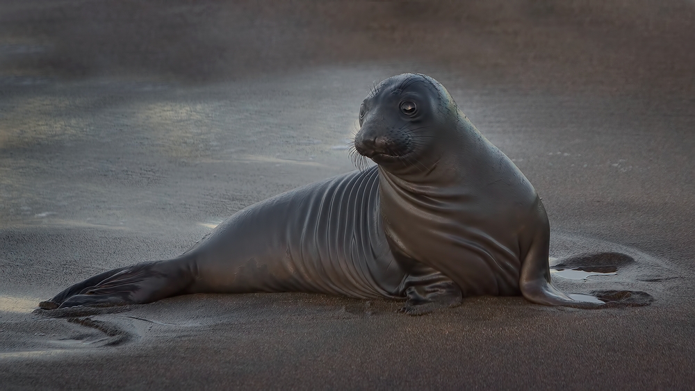 Northern Elephant Seal (Pup), Point Piedras Blancas, California