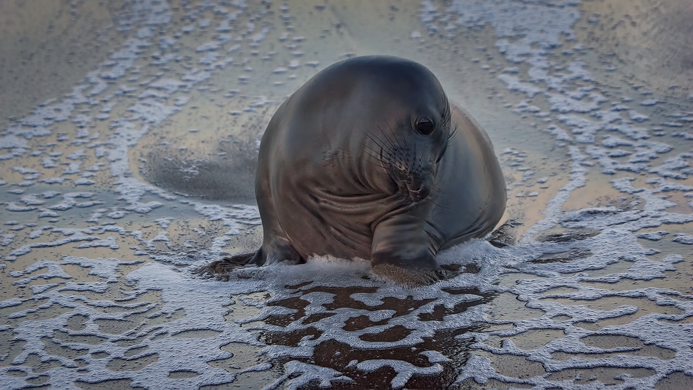 Northern Elephant Seal (Pup), Point Piedras Blancas, California