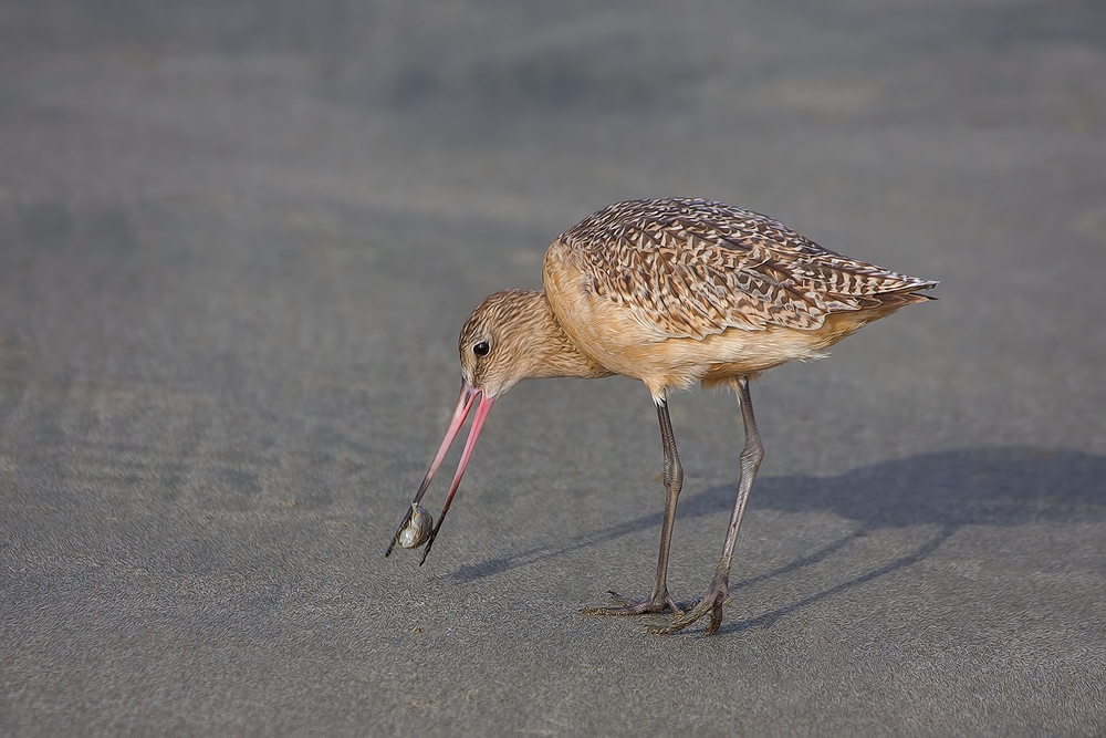 Marbled Godwit, Moro Strand State Beach, Moro Bay, California