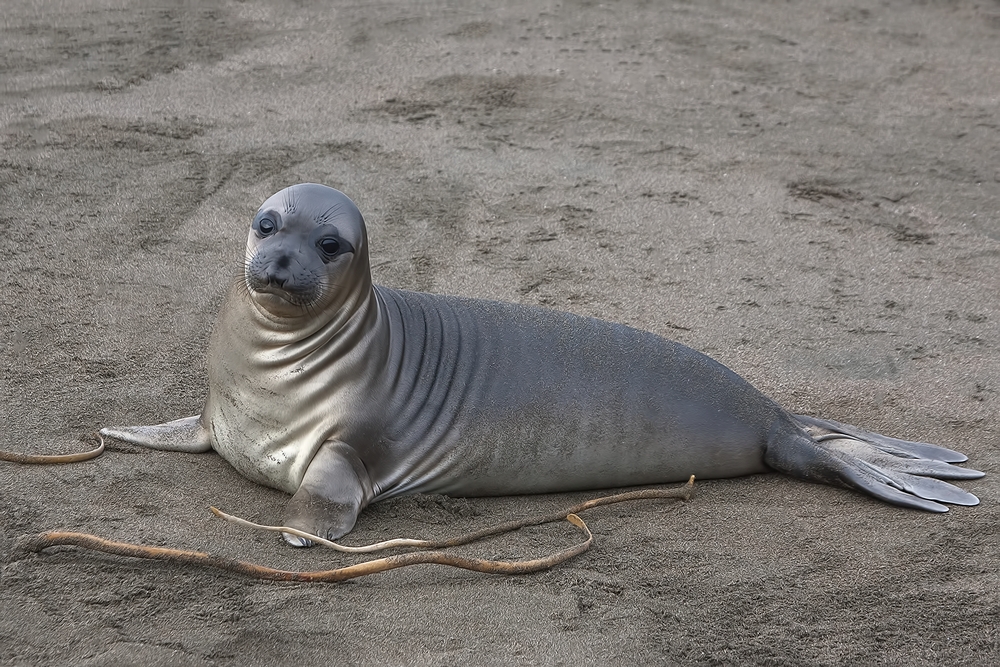 Northern Elephant Seal (Weaner), Point Piedras Blancas, California