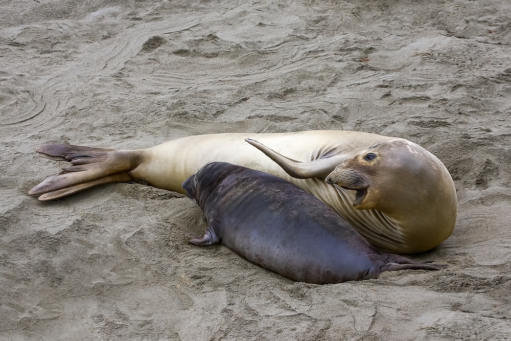 Northern Elephant Seal (Female With Pup), Point Piedras Blancas, California