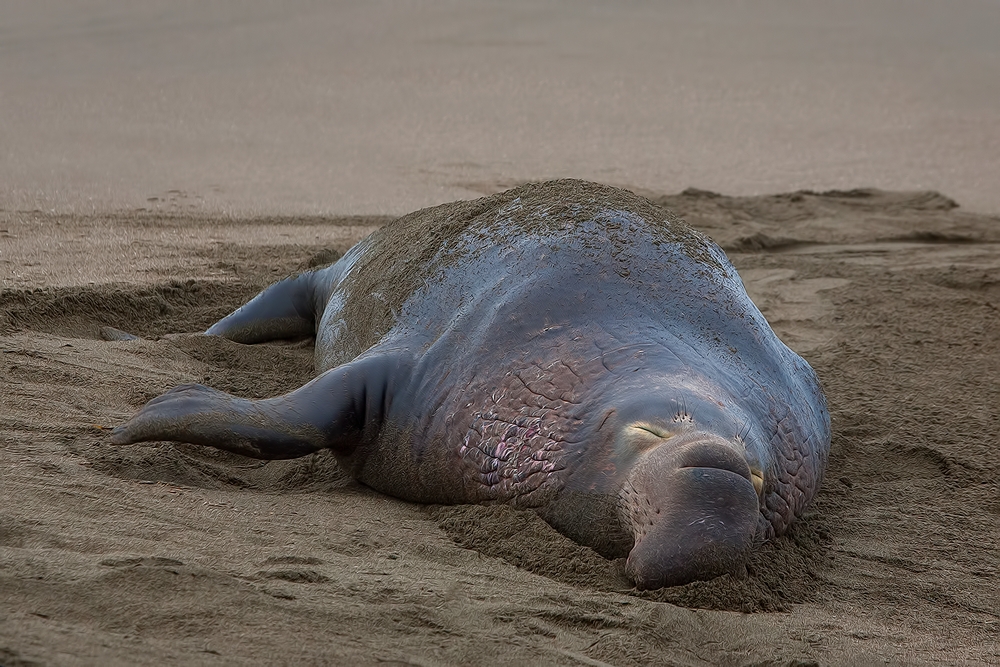 Northern Elephant Seal (Male), Point Piedras Blancas, California