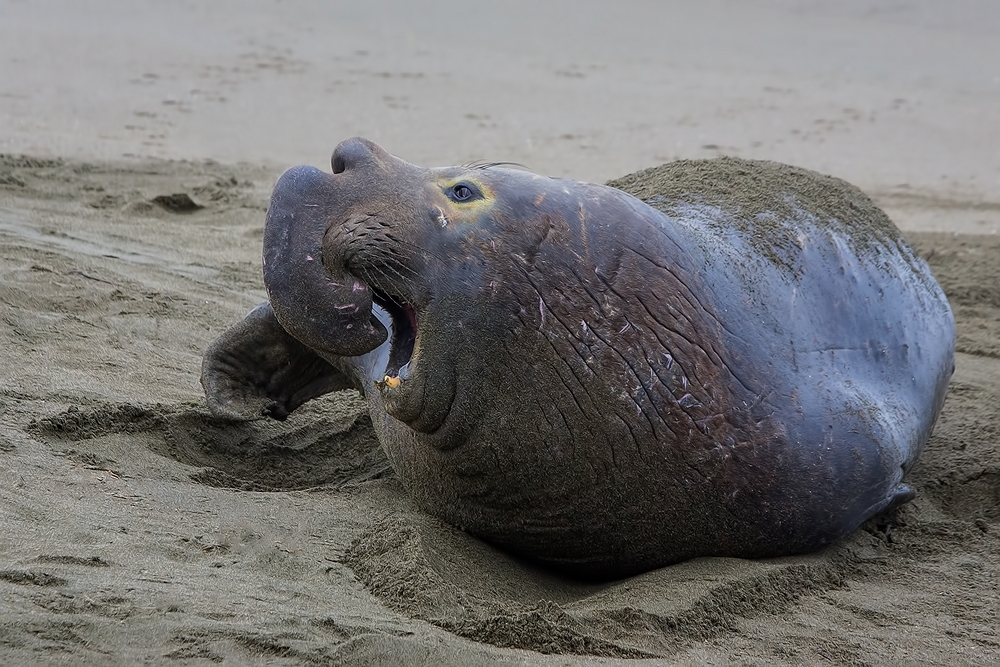 Northern Elephant Seal (Male), Point Piedras Blancas, California