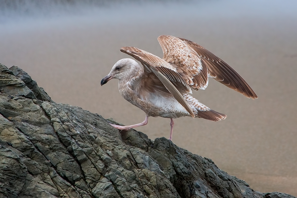 Western Gull (Juvenile), Vista Point, Near San Simeon, California