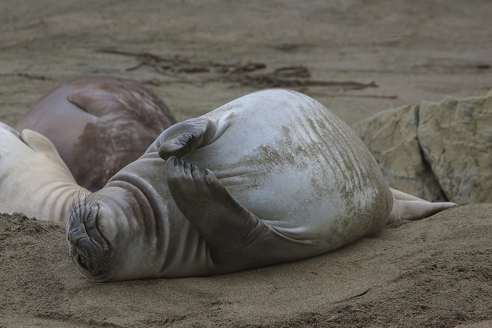 Northern Elephant Seal (Weaner), Point Piedras Blancas, California