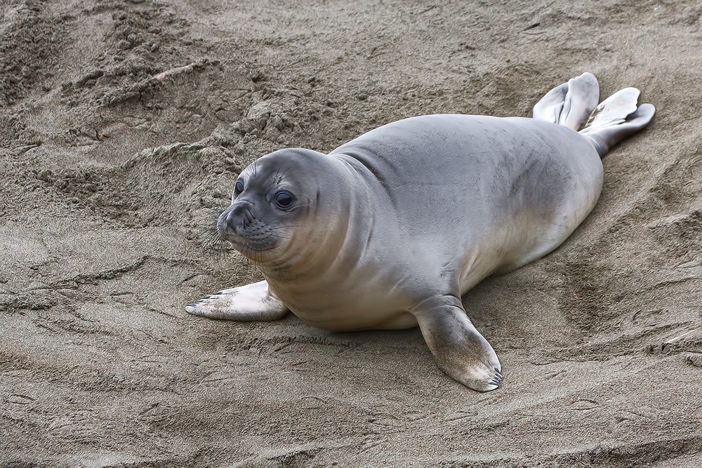 Northern Elephant Seal (Weaner), Point Piedras Blancas, California