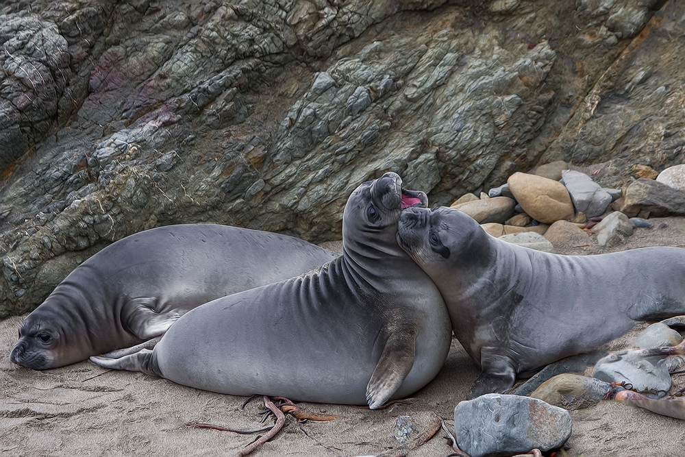 Northern Elephant Seals (Weaners), Vista Point, Near San Simeon, California