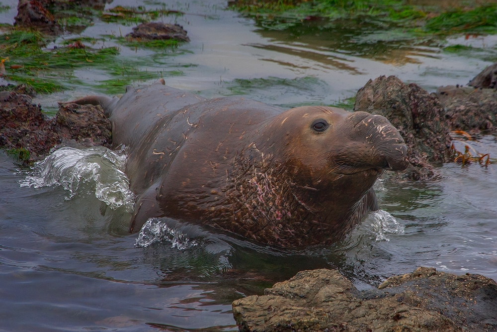 Northern Elephant Seal (Male), Vista Point, Near San Simeon, California