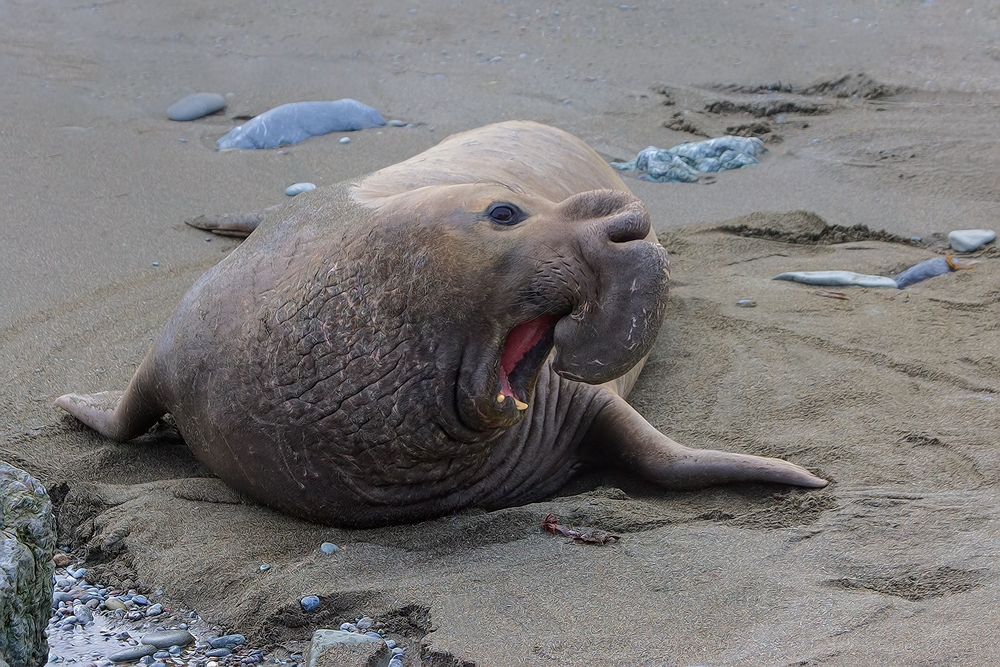 Northern Elephant Seal (Male), Vista Point, Near San Simeon, California