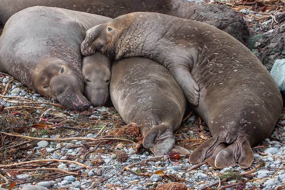 Northern Elephant Seals, Vista Point, Near San Simeon, California