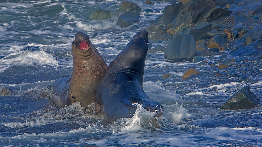 Northern Elephant Seals, Point Piedras Blancas, California