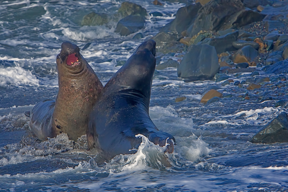 Northern Elephant Seals, Point Piedras Blancas, California