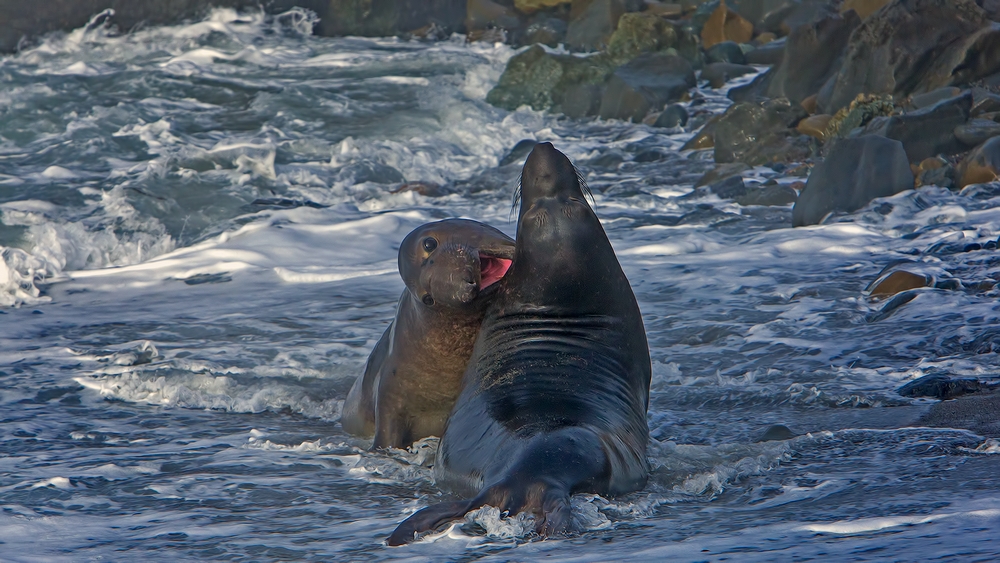 Northern Elephant Seals, Point Piedras Blancas, California