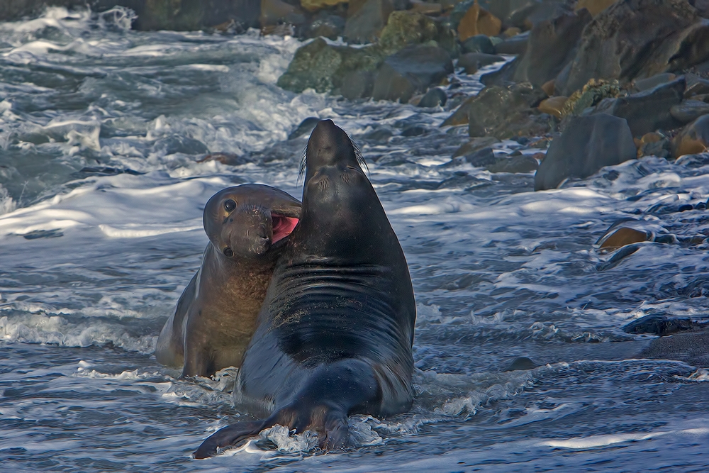 Northern Elephant Seals, Point Piedras Blancas, California