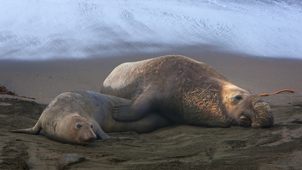 Northern Elephant Seals (Female And Male), Point Piedras Blancas, California