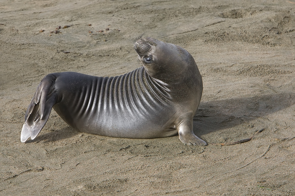 Northern Elephant Seal (Weaner), Point Piedras Blancas, California