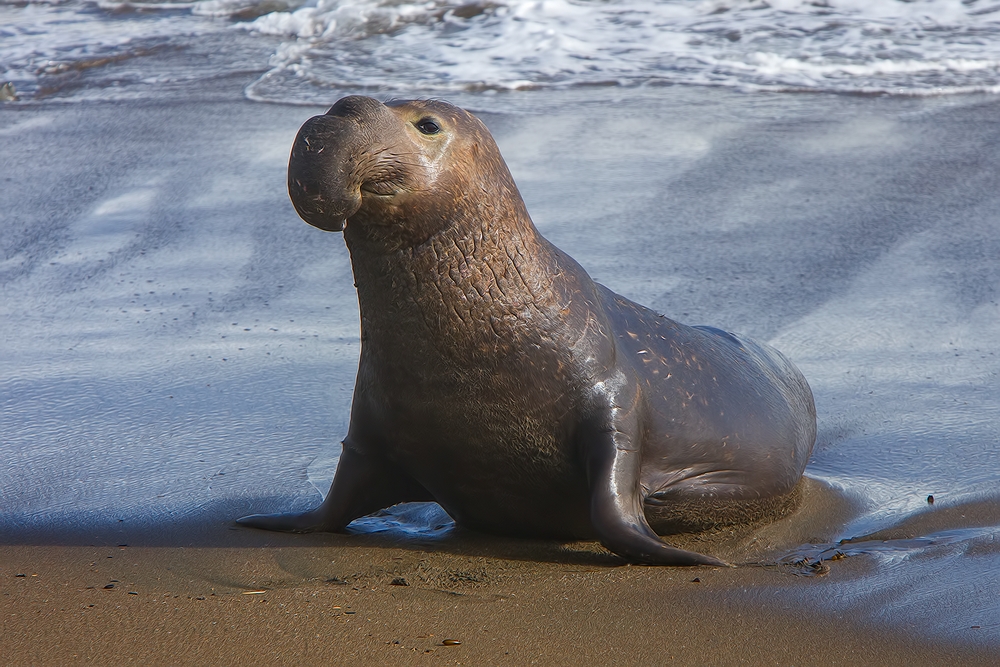 Northern Elephant Seal, Point Piedras Blancas, California