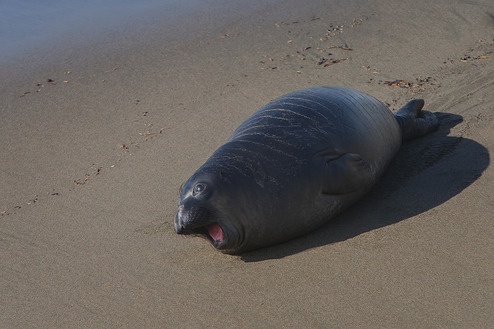 Northern Elephant Seal (Pup), Point Piedras Blancas, California