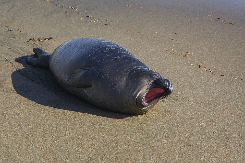 Northern Elephant Seal (Pup), Point Piedras Blancas, California