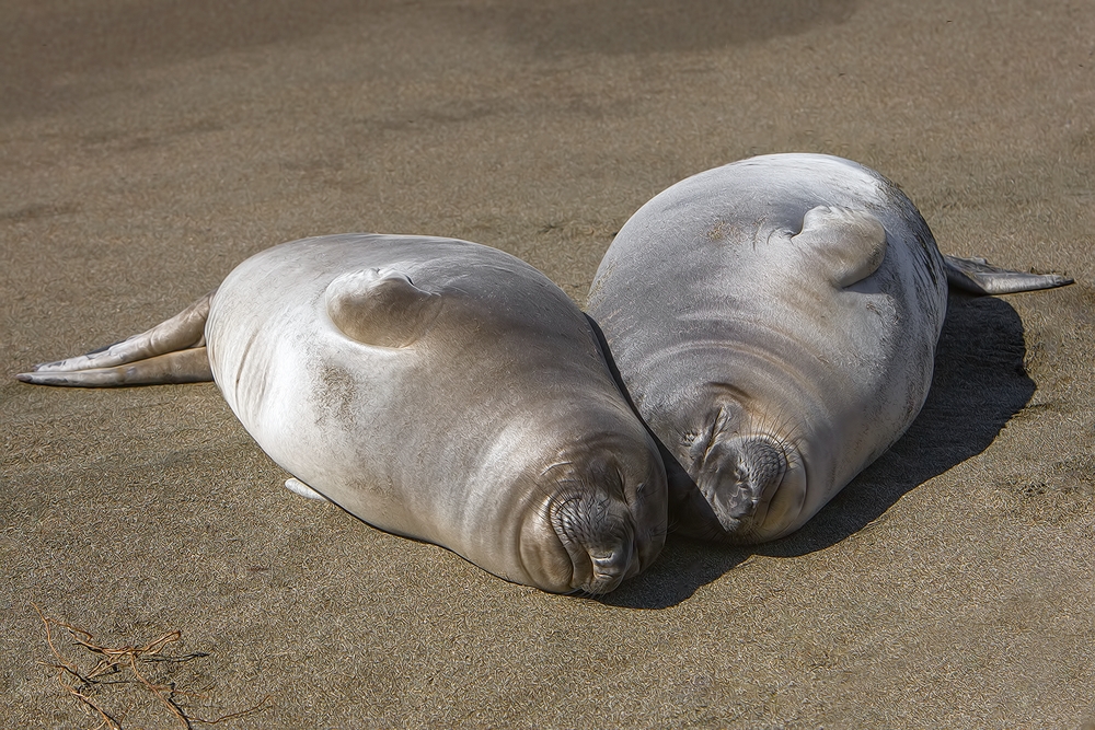 Northern Elephant Seals (Weaners), Point Piedras Blancas, California