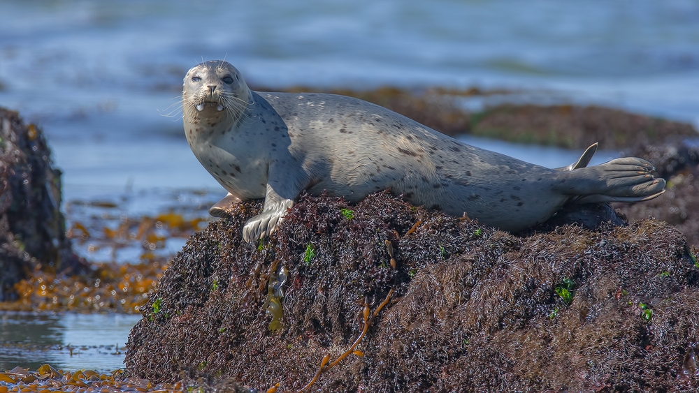 Harbor Seal, Vista Point, Near San Simeon, California