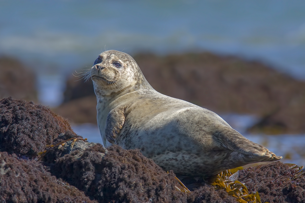 Harbor Seal, Vista Point, Near San Simeon, California