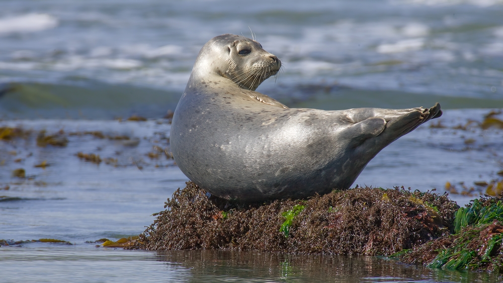 Harbor Seal, Vista Point, Near San Simeon, California