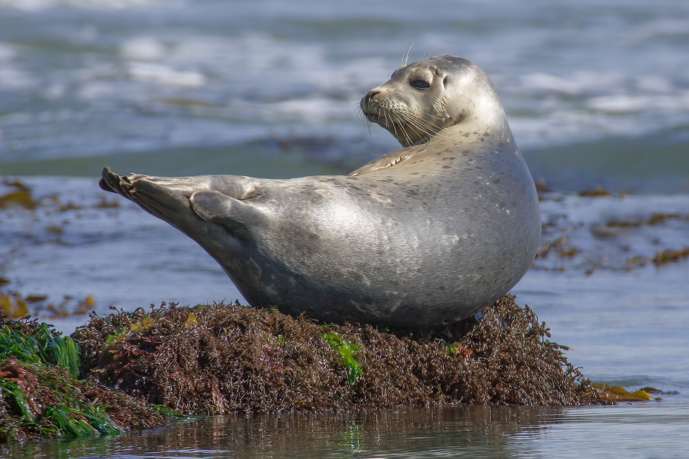 Harbor Seal, Vista Point, Near San Simeon, California