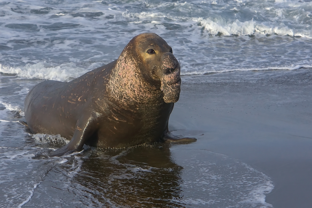 Northern Elephant Seal (Male), Point Piedras Blancas, California