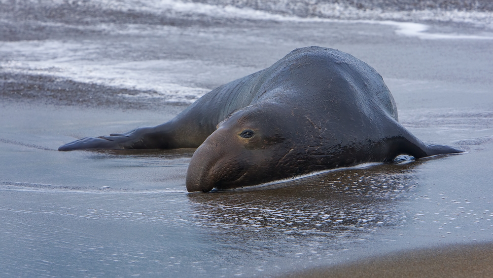 Northern Elephant Seal (Male), Point Piedras Blancas, California