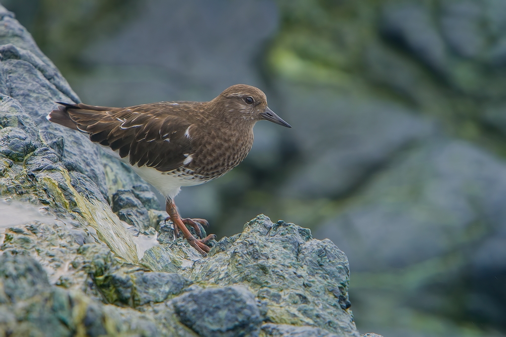 Black Turnstone, Vista Point, Near San Simeon, California