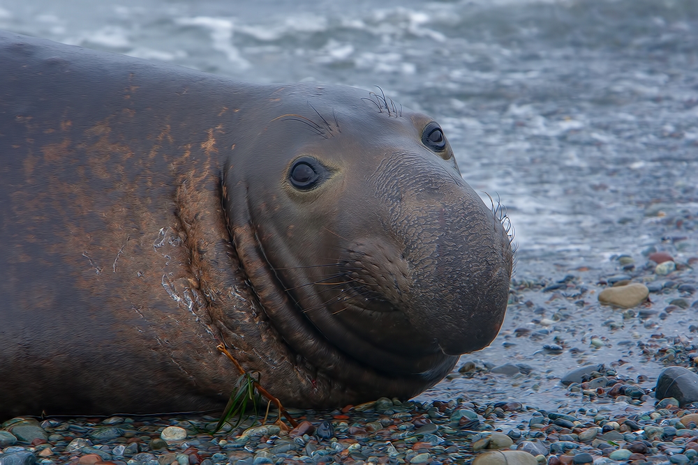 Northern Elephant Seal (Male), Point Piedras Blancas, California