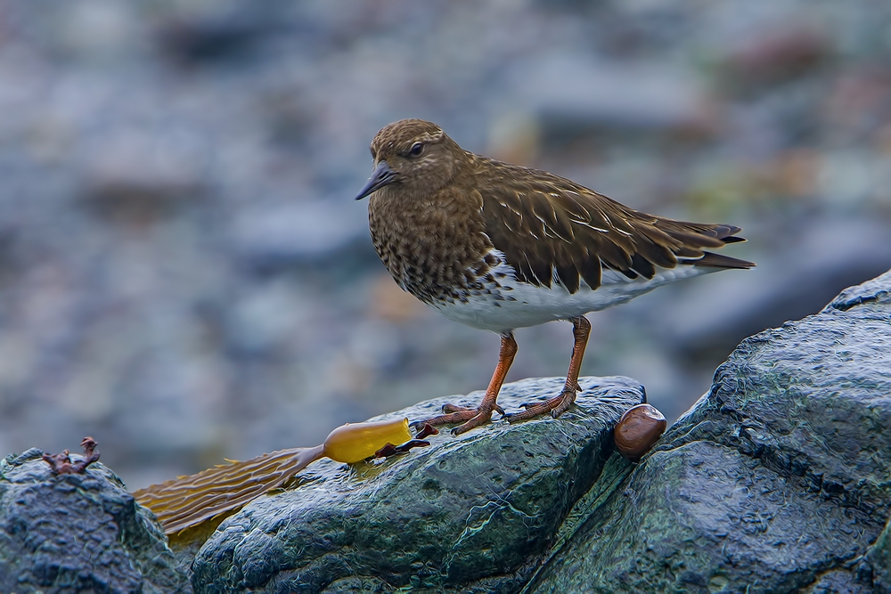 Black Turnstone, Vista Point, Near San Simeon, California