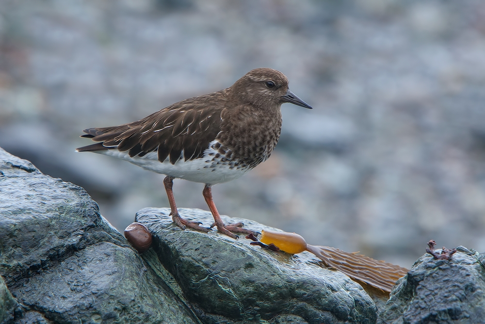 Black Turnstone, Vista Point, Near San Simeon, California