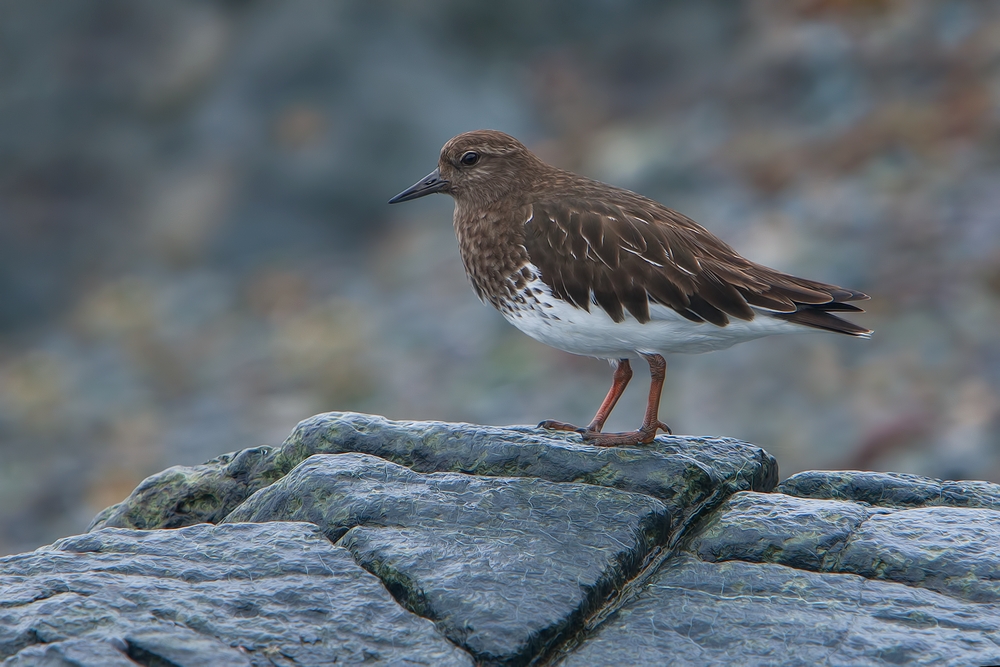 Black Turnstone, Vista Point, Near San Simeon, California