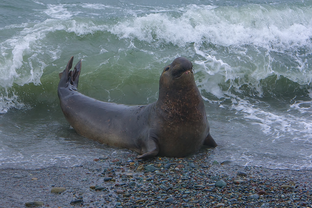 Northern Elephant Seal (Male), Point Piedras Blancas, California