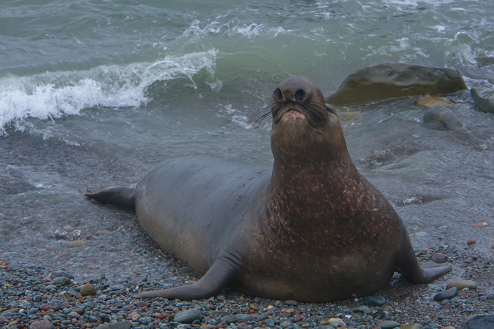 Northern Elephant Seal (Male), Point Piedras Blancas, California