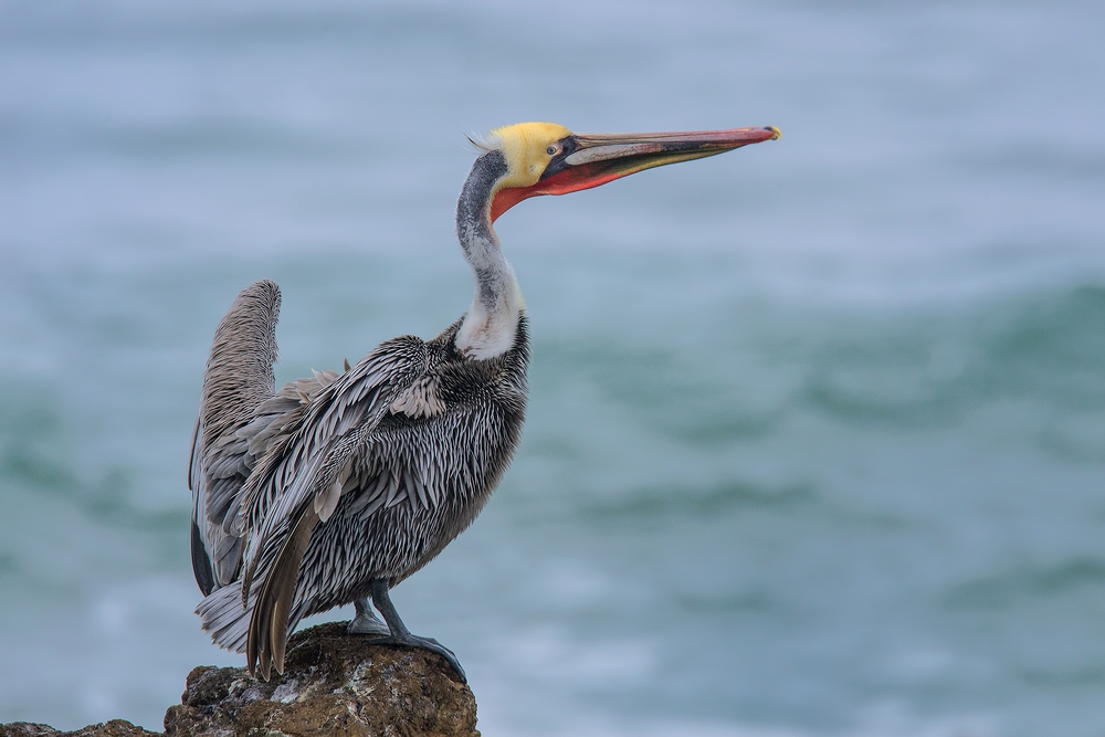 Pacific Brown Pelican, Vista Point, Near San Simeon, California