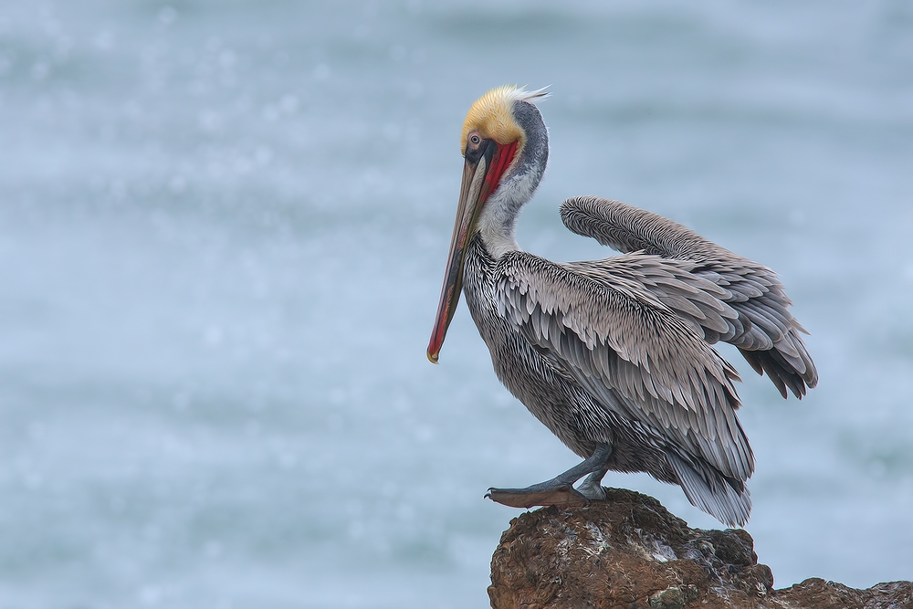 Pacific Brown Pelican, Vista Point, Near San Simeon, California