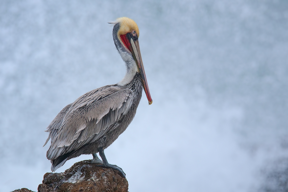 Pacific Brown Pelican, Vista Point, Near San Simeon, California