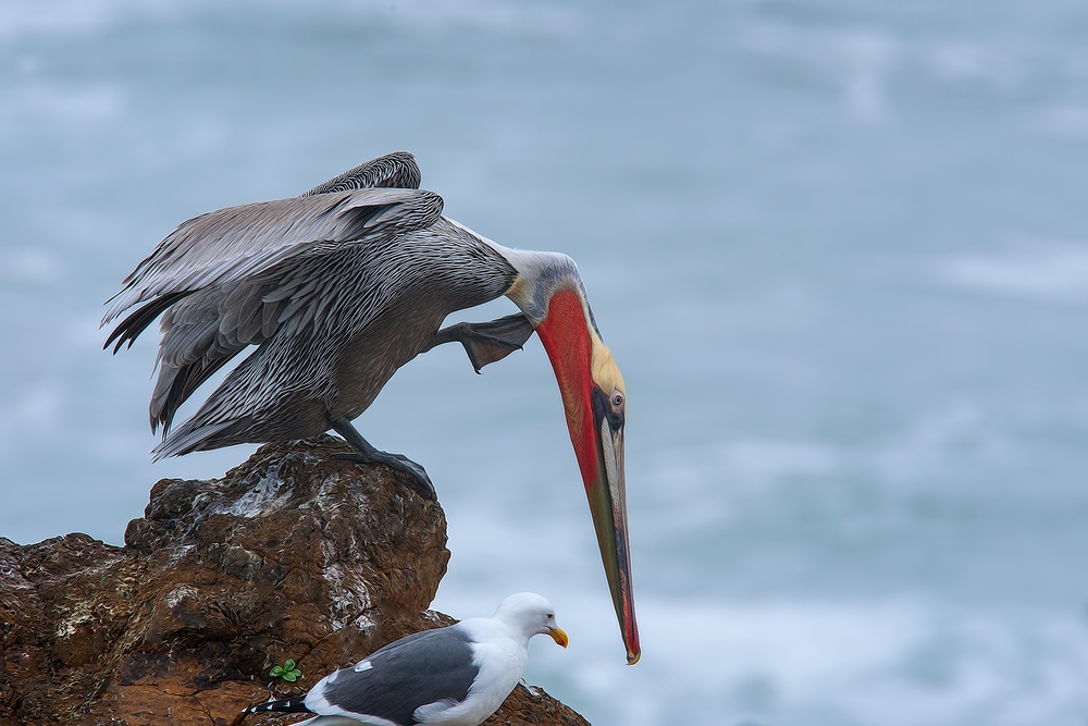 Pacific Brown Pelican, Vista Point, Near San Simeon, California