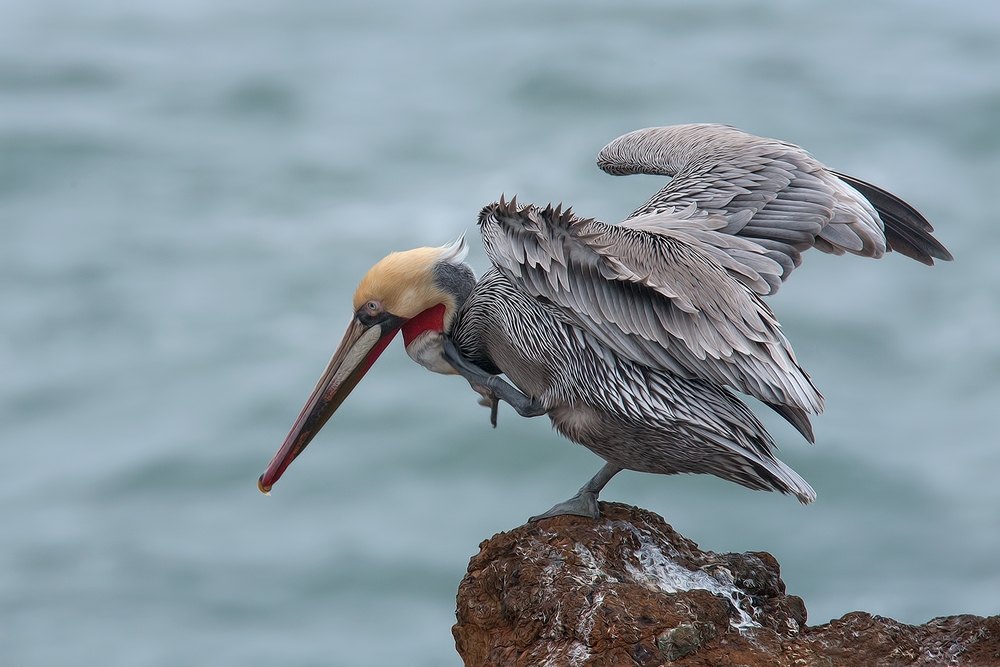 Pacific Brown Pelican, Vista Point, Near San Simeon, California