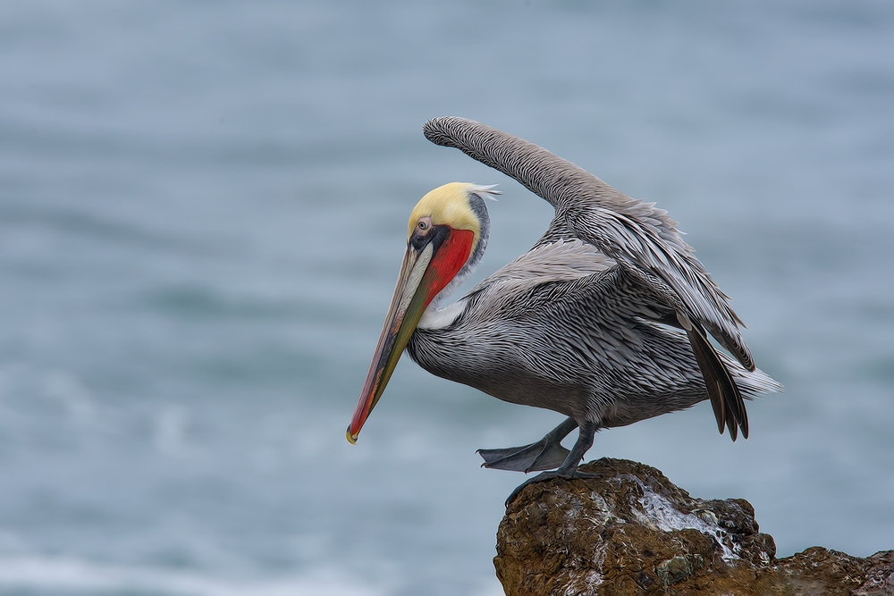 Pacific Brown Pelican, Vista Point, Near San Simeon, California