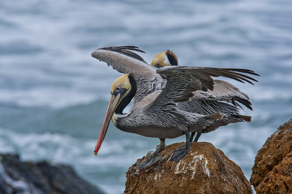 Pacific Brown Pelican, Vista Point, Near San Simeon, California